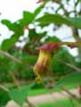 Lonicera involucrata