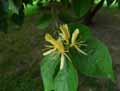Lonicera maackii
