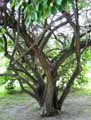 Lonicera maackii, Xylosteon maackii