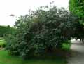 Caprifoliaceae-Lonicera-maackii-Xylosteon-maackii-Chevrefeuille-de-Maack.jpg