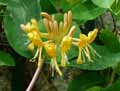 Lonicera x tellmanniana