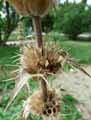 Morina longifolia