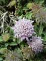 Caprifoliaceae-Pterocephalus-perennis-Scabieuse-des-rochers.jpg