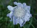 Scabiosa caucasica