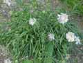 Scabiosa caucasica