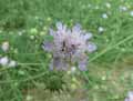 Scabiosa columbaria