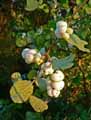 Symphoricarpos albus