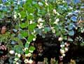 Symphoricarpos albus