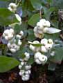 Symphoricarpos albus