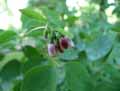 Symphoricarpos occidentalis