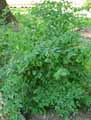 Symphoricarpos occidentalis