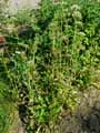 Valeriana officinalis
