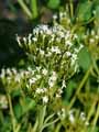 Valeriana officinalis