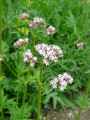 Valeriana officinalis