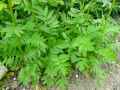 Valeriana officinalis