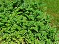 Valeriana officinalis ssp. sambucifolia