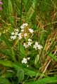 Valerianella sp.