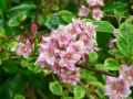 Weigela florida Variegata