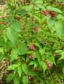 Weigela hortensis