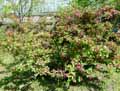 Weigela x Roi des Bosquets