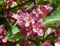 Weigela x Roi des Bosquets