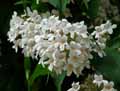 Weigelia florida