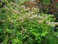 Weigelia florida Variegata