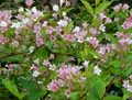 Weigelia florida Variegata
