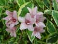Weigelia florida Variegata