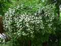 Weigelia florida