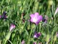 Agrostemma githago
