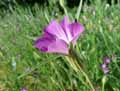 Agrostemma githago