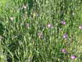 Agrostemma githago
