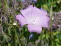 Agrostemma githago