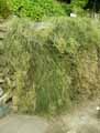 Arenaria gypsophiloides, Erremogone gypsophiloides