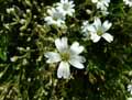 Cerastium arvense