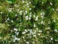 Caryophyllaceae-Cerastium-arvense-Ceraiste-des-champs.jpg