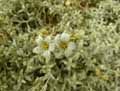 Cerastium candidissimum