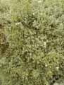 Caryophyllaceae-Cerastium-candidissimum-Cerastium-candidissimum.jpg