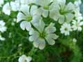 Caryophyllaceae-Cerastium-soleirolii-Ceraiste-de-soleirol.jpg