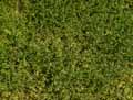 Caryophyllaceae-Cerastium-tomentosum-Ceraiste-tomenteux-Coussin-d-argent.jpg