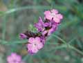 Caryophyllaceae-Dianthus-carthusianorum-Oeillet-des-Chartreux.jpg