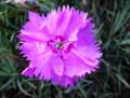 Dianthus caryophyllus