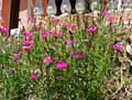 Dianthus caryophyllus