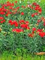 Caryophyllaceae-Dianthus-caryophyllus-Oeillet-commun-Oeillet-des-fleuristes-Oeillet-Girofle.jpg