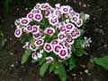 Caryophyllaceae-Dianthus-chinensis-Oeillet-de-Chine.jpg