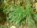Caryophyllaceae-Dianthus-giganteus-Oeillet.jpg