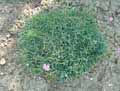 Caryophyllaceae-Dianthus-gratianopolitanus-Oeillet-bleuatre-Oeillet-de-Grenoble.jpg
