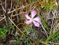 Caryophyllaceae-Dianthus-hyssopifolius-gallicus-Oeillet-de-France.jpg