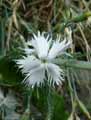 Caryophyllaceae-Dianthus-pinifolius-ssp.-lilacinus-Oeillet.jpg